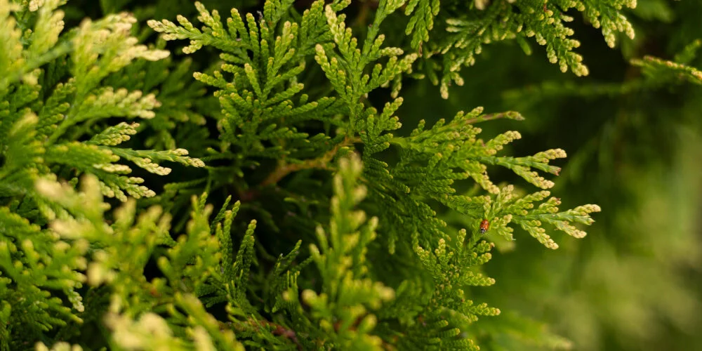 تعرف على فوائد عشبة الشيح العجيبة