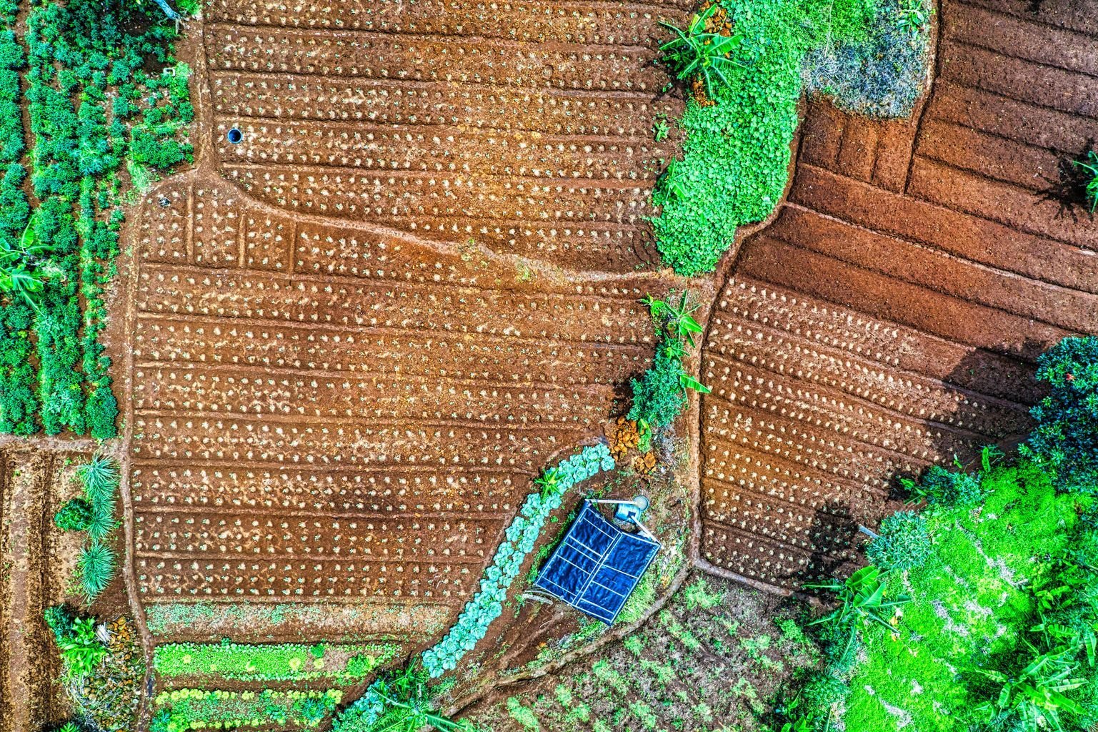 Vibrant aerial view of cultivated fields and lush vegetation in West Java, Indonesia.